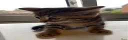 Mixed Breed cats for sale: Three kittens looking for their forever homes  - Advert 7