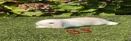 Mini Lop rabbits for sale: Pure bred mini lops . - Advert 16