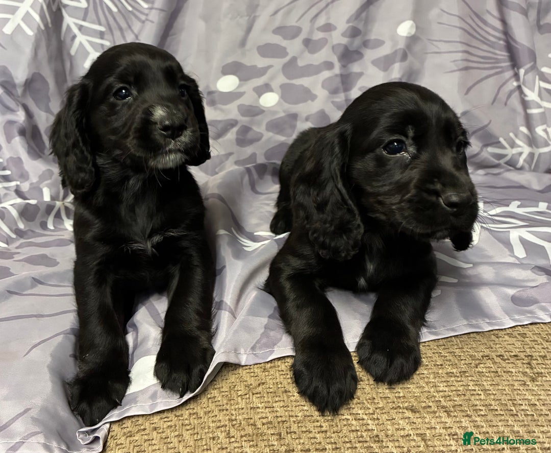 Cocker Spaniel dogs for sale: Beautiful puppy’s  - Image 4