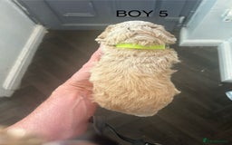 Poochon dogs for sale: Miniature toy poochons - Image 15