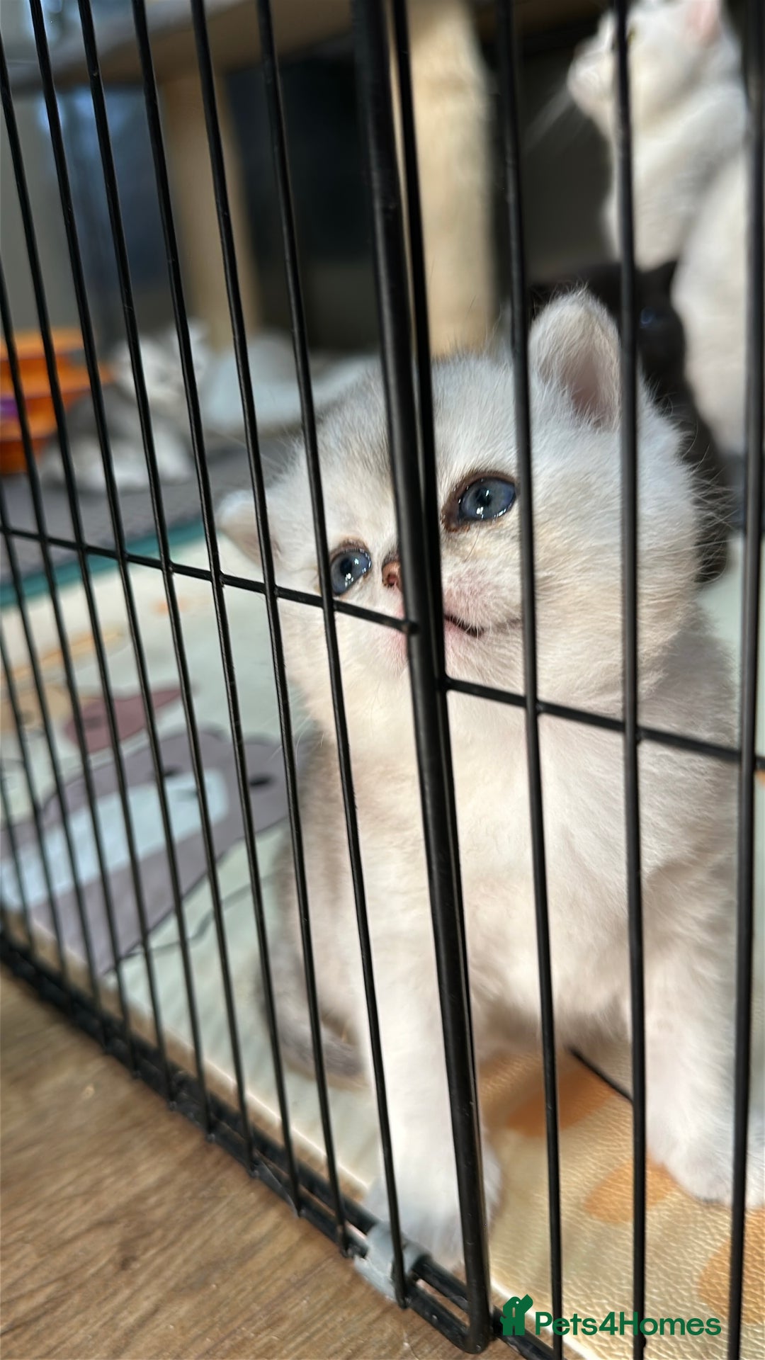 British Shorthair cats for sale: Adorable Kittens – Ready for Reservation  - Image 7