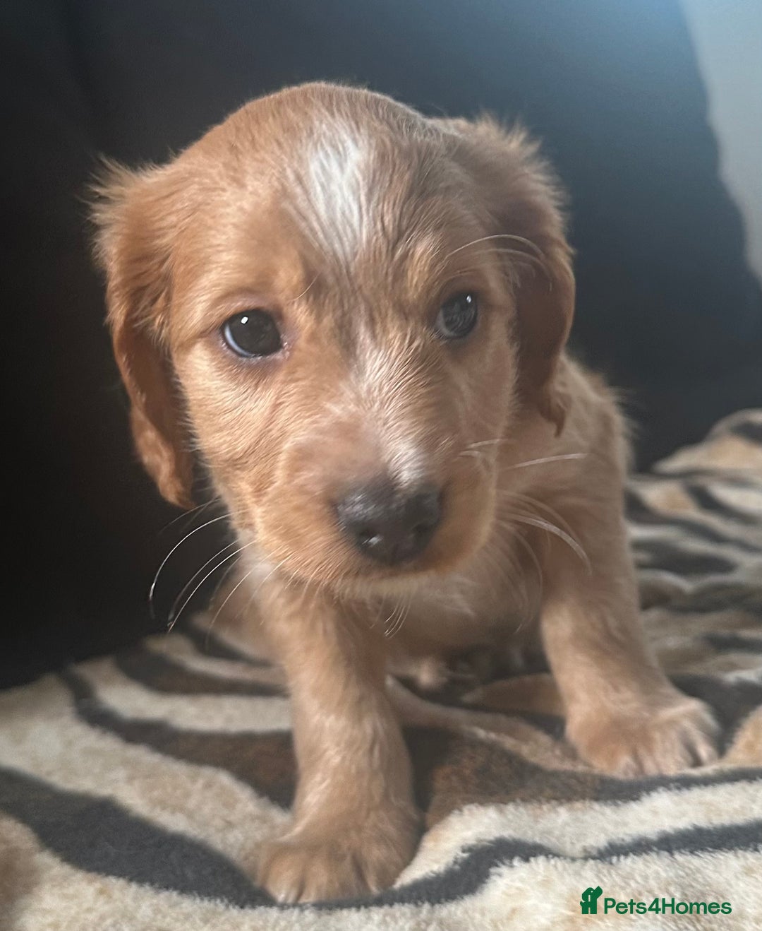 Mixed Breed dogs for sale: Patterdale X cocker spaniel  - Image 12