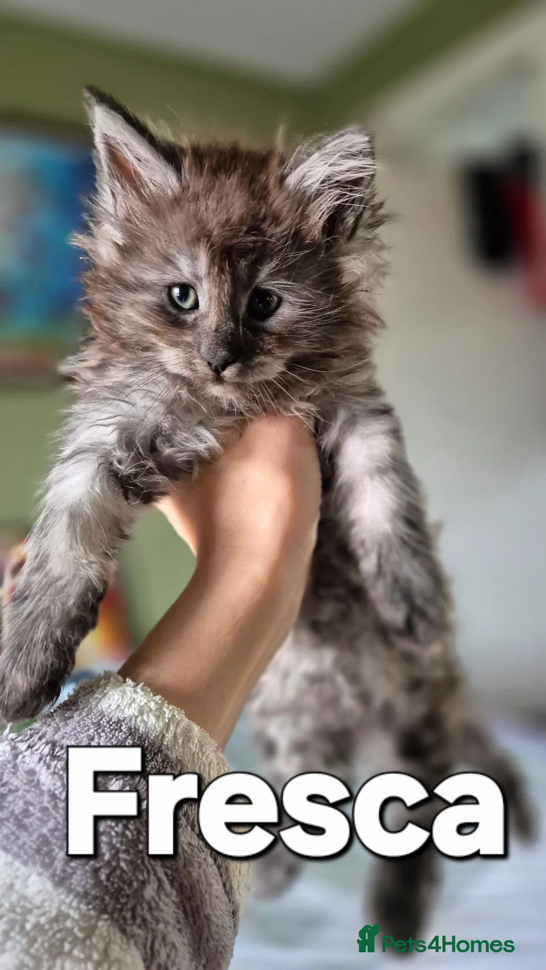 Maine Coon cats for sale: Maine Coon Kittens | TICA Parents | Health Tested - Advert 4