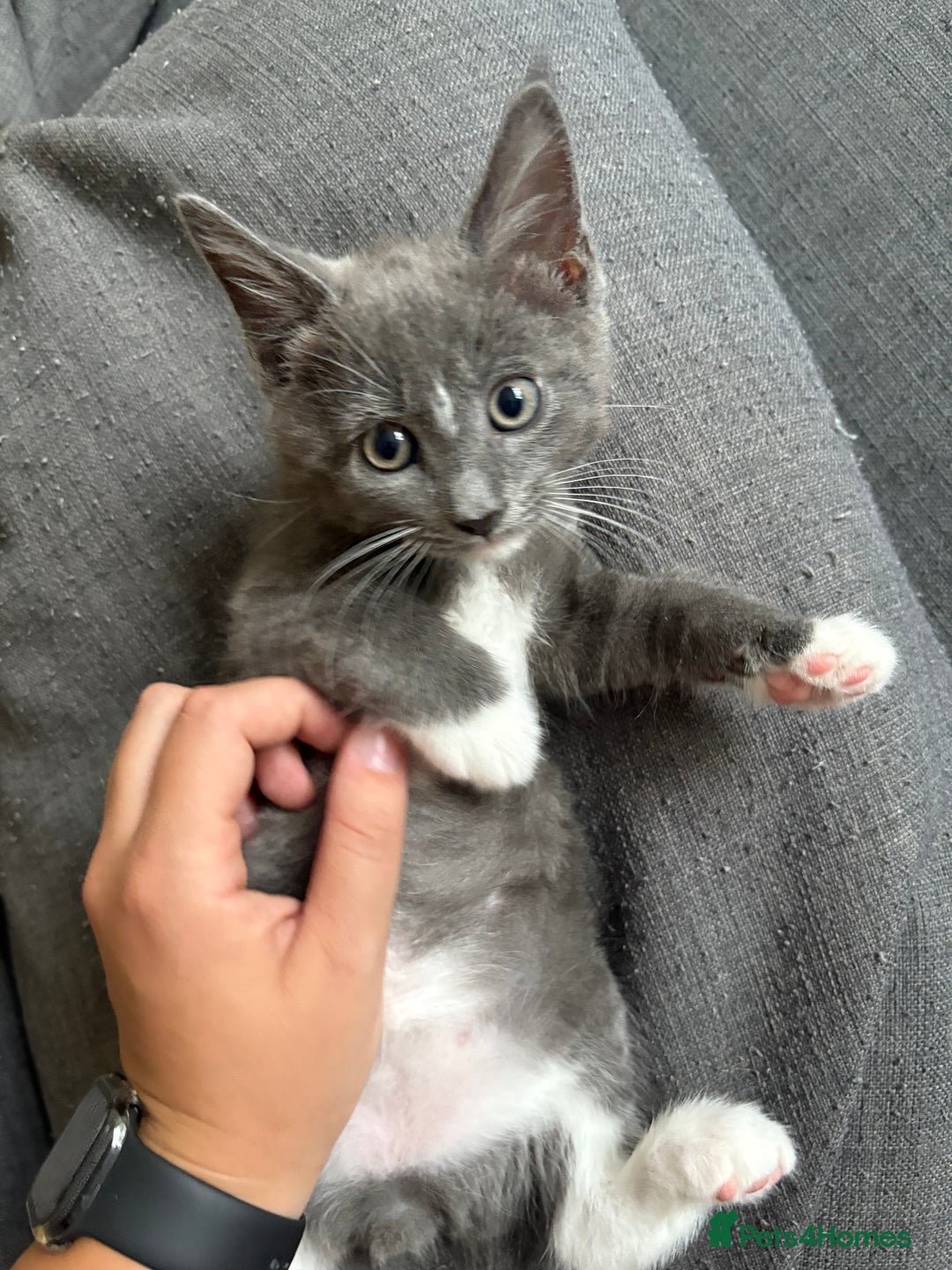 British Shorthair cats for sale: sweet grey boy ready for his forever home! - Image 3