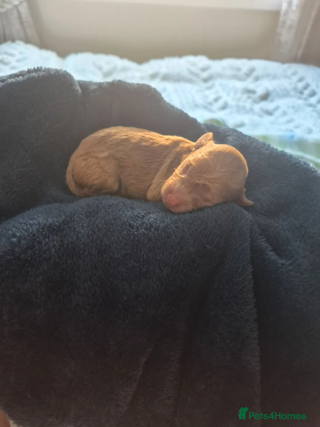 Cavapoo dogs for sale: Beautiful litter of cavapoo - Advert 36