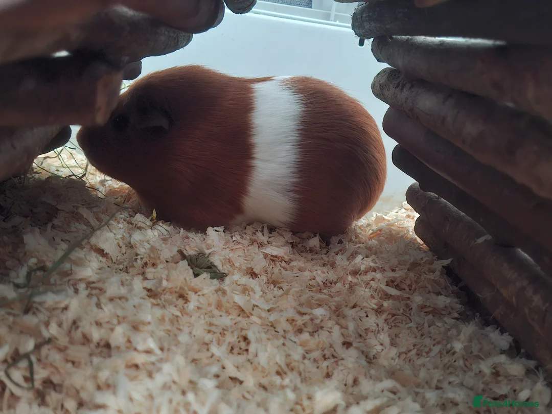 Guinea Pig rodents for sale: Two female guinea pigs in Aberdare - Advert 2