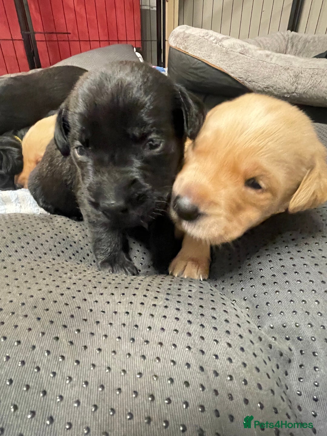 Labrador Retriever dogs for sale: Adorable KC registered fox red and black labs  - Image 4
