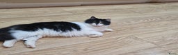 Mixed Breed cats for sale: Two cats to go to a good home - Advert 1