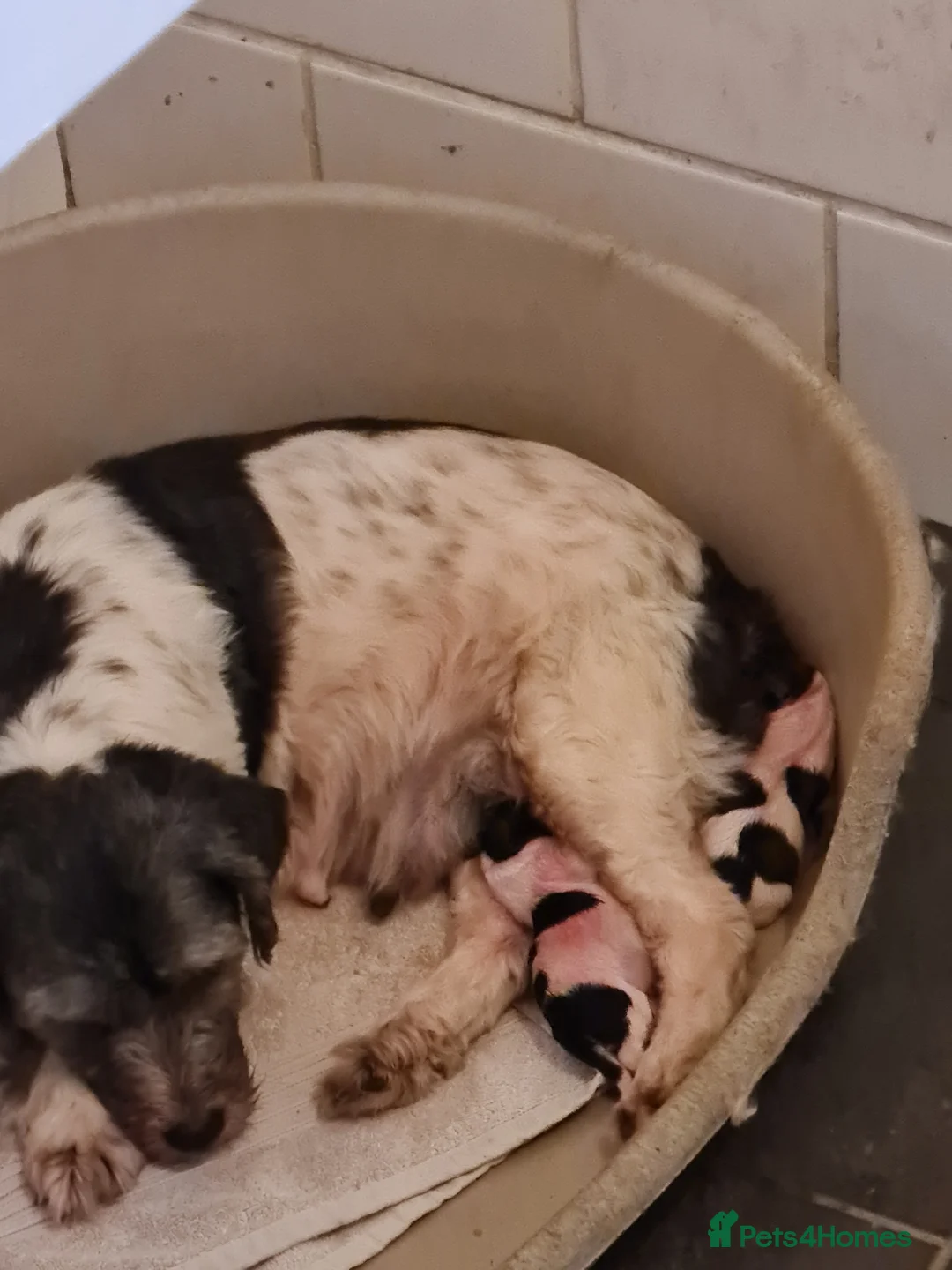 Mixed Breed dogs for sale: Shizu x tebtebn terrier  - Advert 10