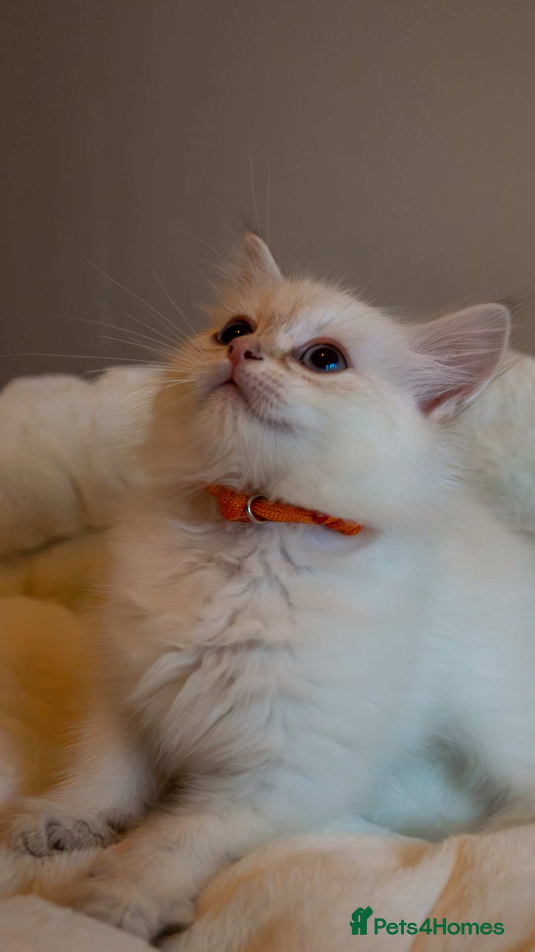 Siberian cats for sale: Hypoallergenic Siberian Neva Kittens Blue eyes - Image 2