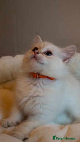 Siberian cats - Advert 1