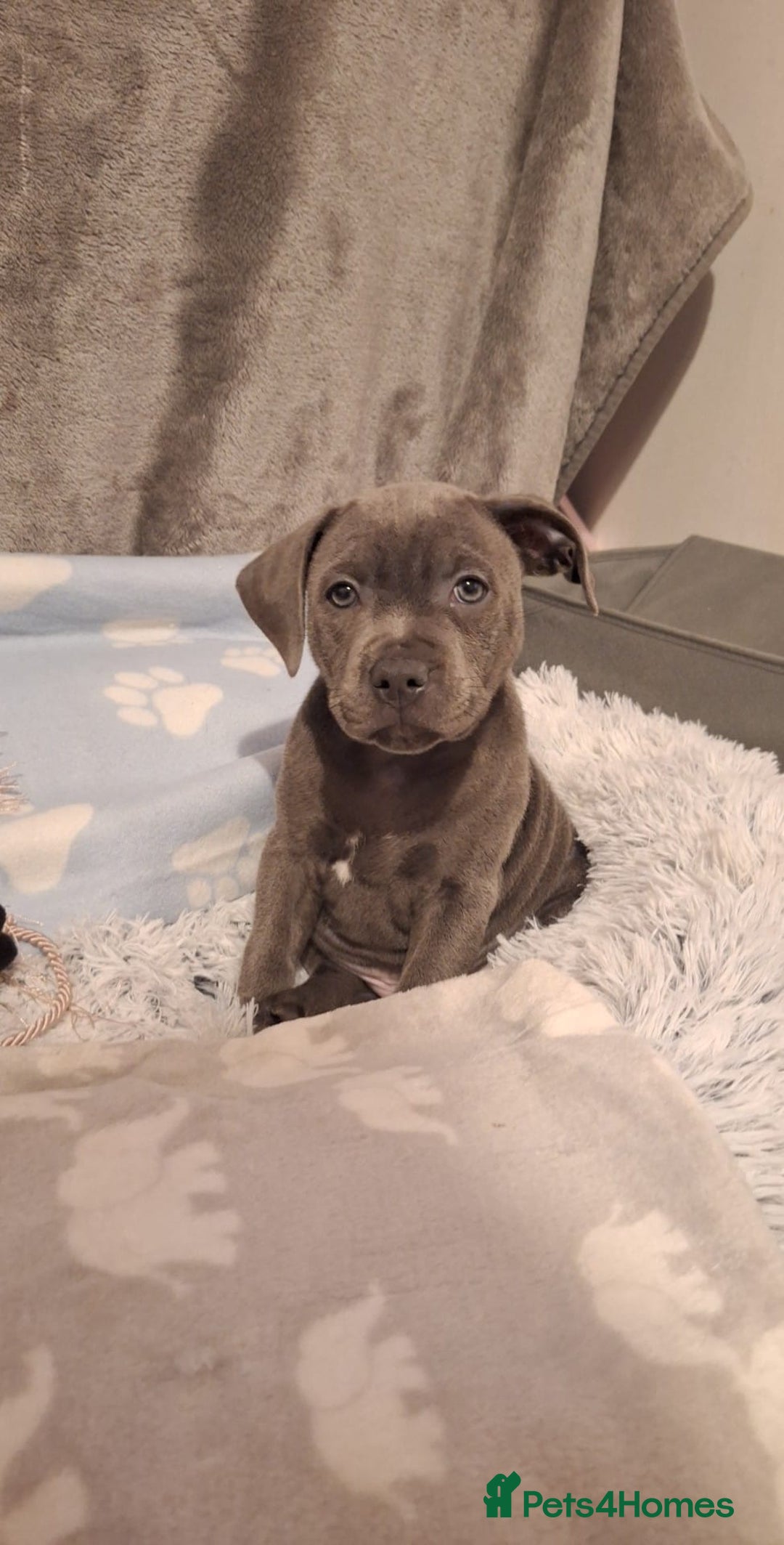 Staffordshire Bull Terrier dogs for stud: **FOR STUD** KC REGISTERED BLUE STAFF BULL TERRIOR - Advert 18