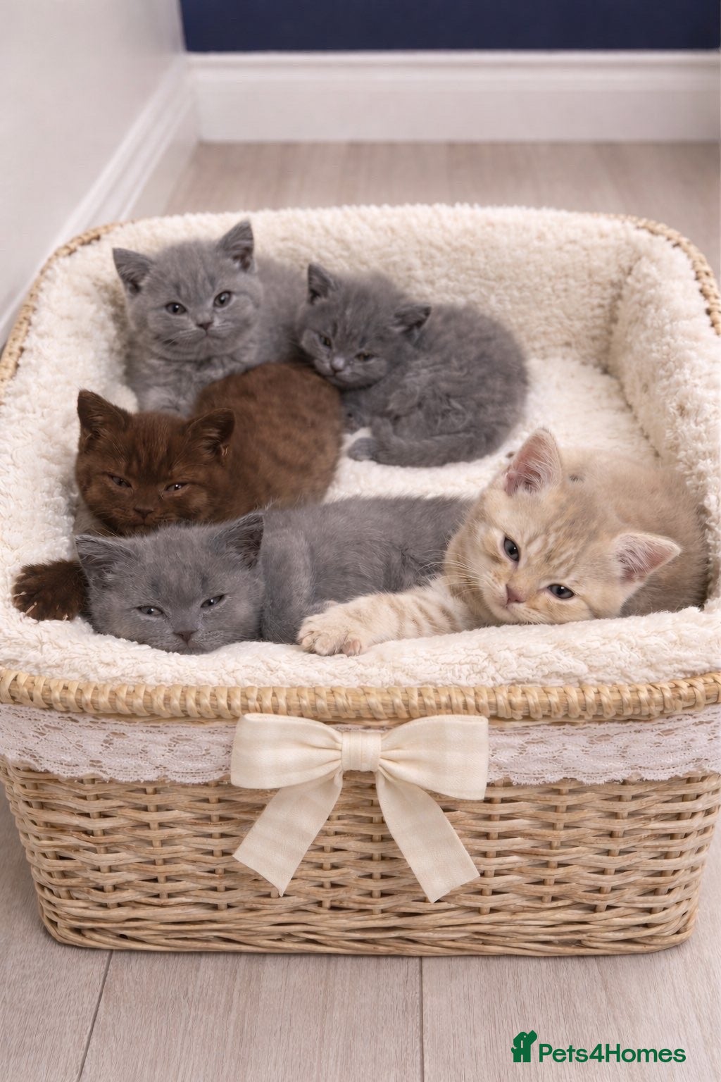 Scottish Fold cats British shorthair x Scottish fold kittens - Advert 1
