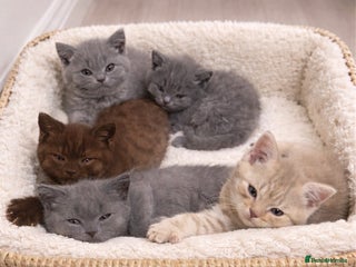 Scottish Fold cats British shorthair x Scottish fold kittens - Advert 2