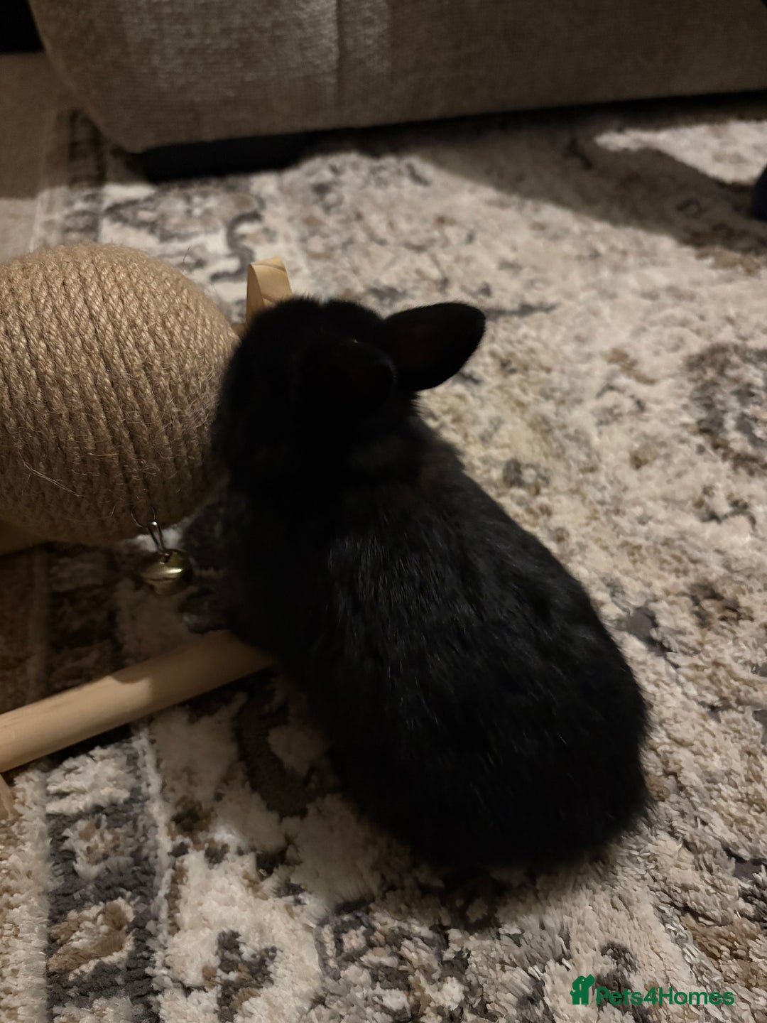 Mixed Breed rabbits for sale: 4X Mini Buns Netherland dwarf with French Lop - Advert 8