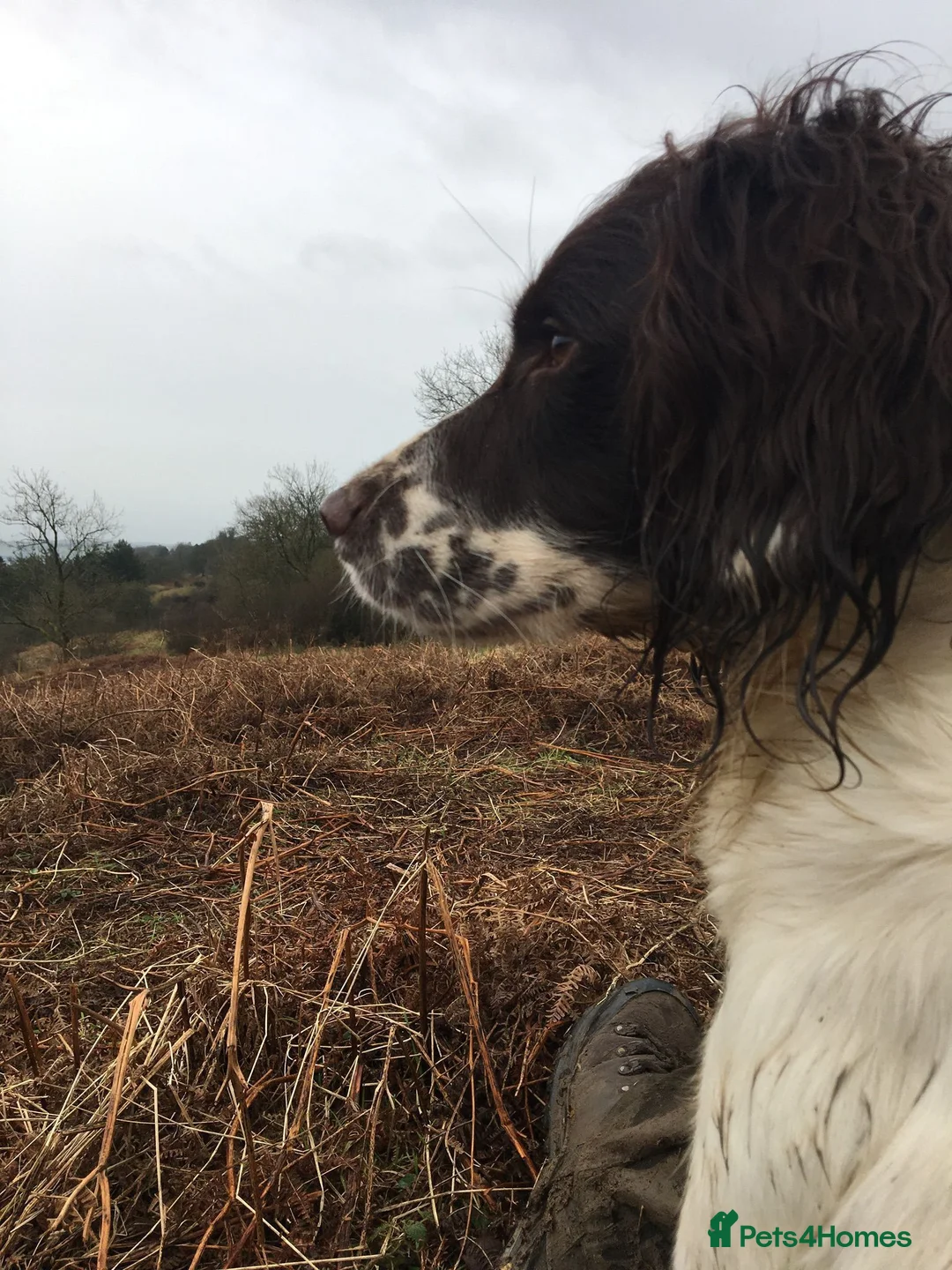 English Springer Spaniel dogs for sale: KC Registered English Springer Spaniel  - Advert 10