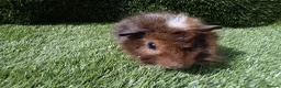 Guinea Pig rodents for sale: ABYSSINIAN BOYS - Advert 12