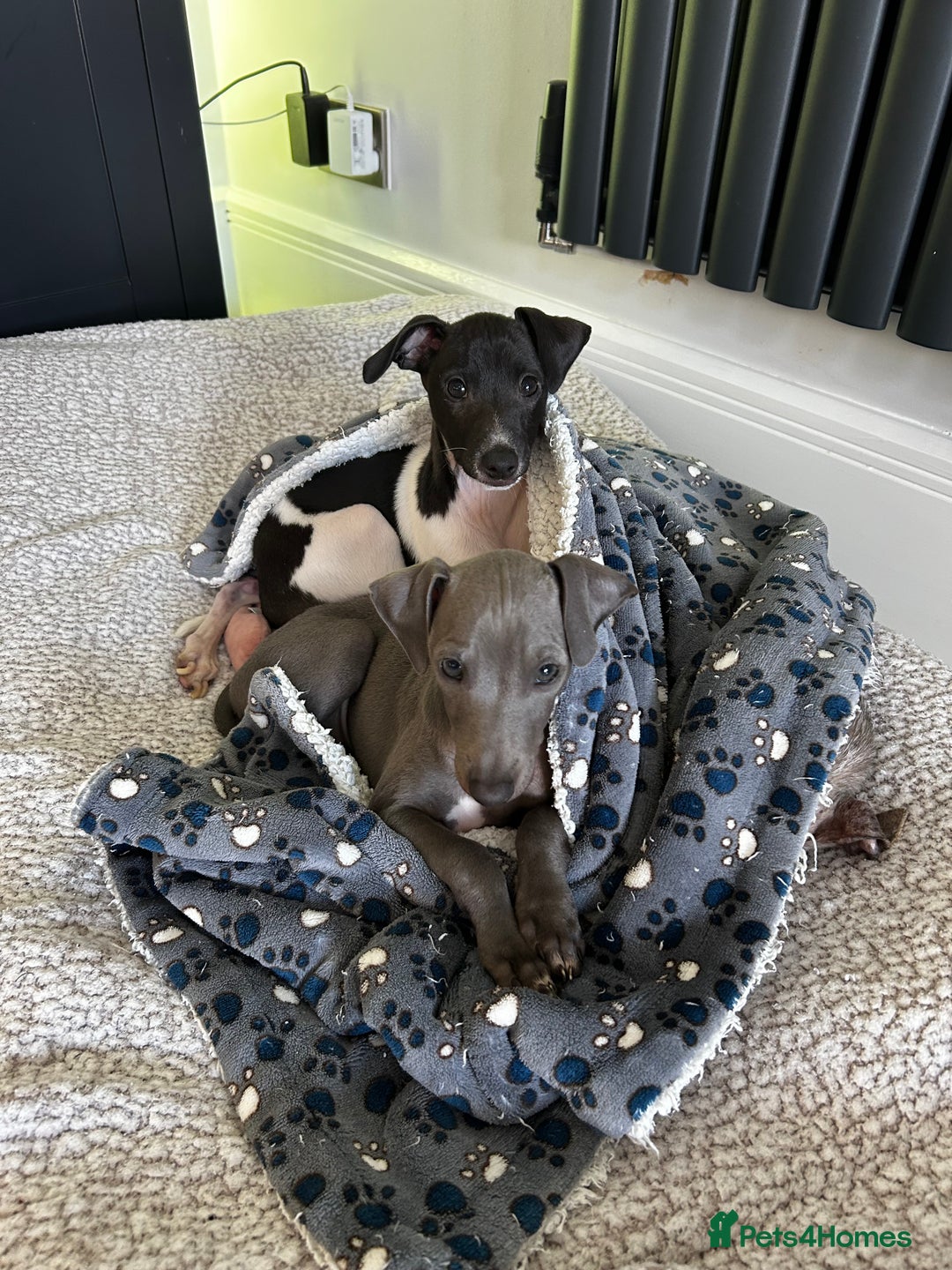 Italian Greyhound dogs for sale: Beautiful Italian greyhound puppies  - Image 28