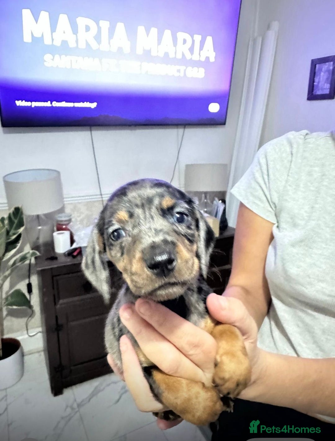 Dachshund dogs for sale: Dachshunds for sale - Image 6