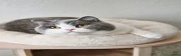 British Shorthair cats for sale: Two Beautiful British Shorthair Females  - Advert 15