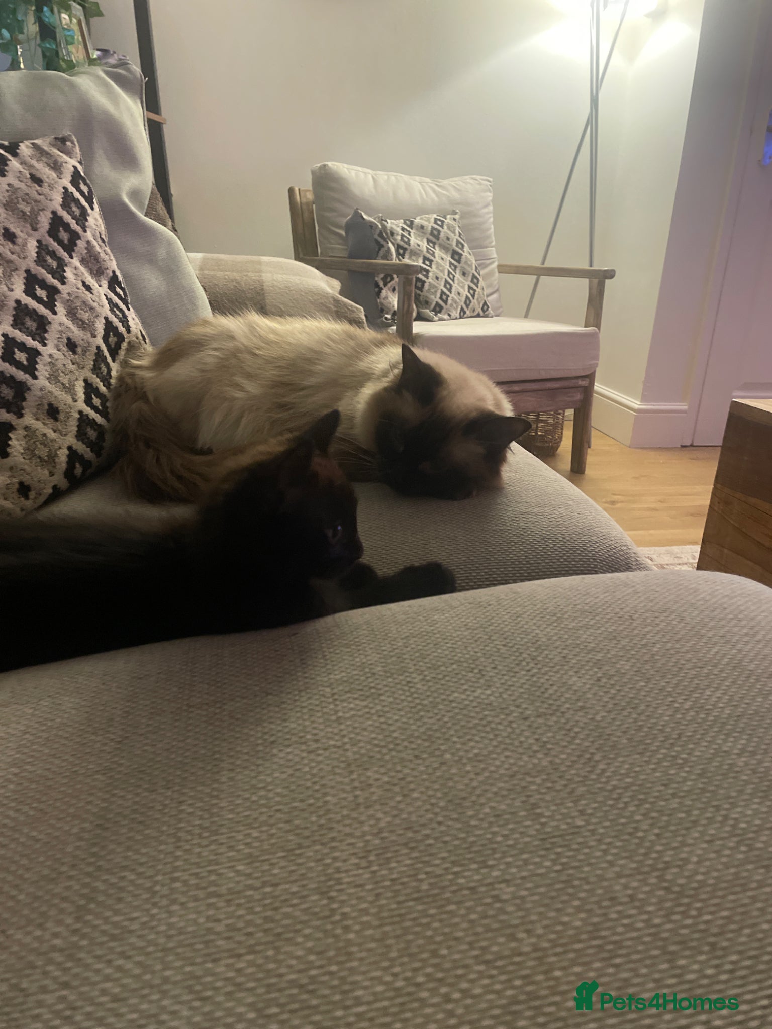 Mixed Breed cats Lovely Ragdoll cross Kitten  - Advert 2