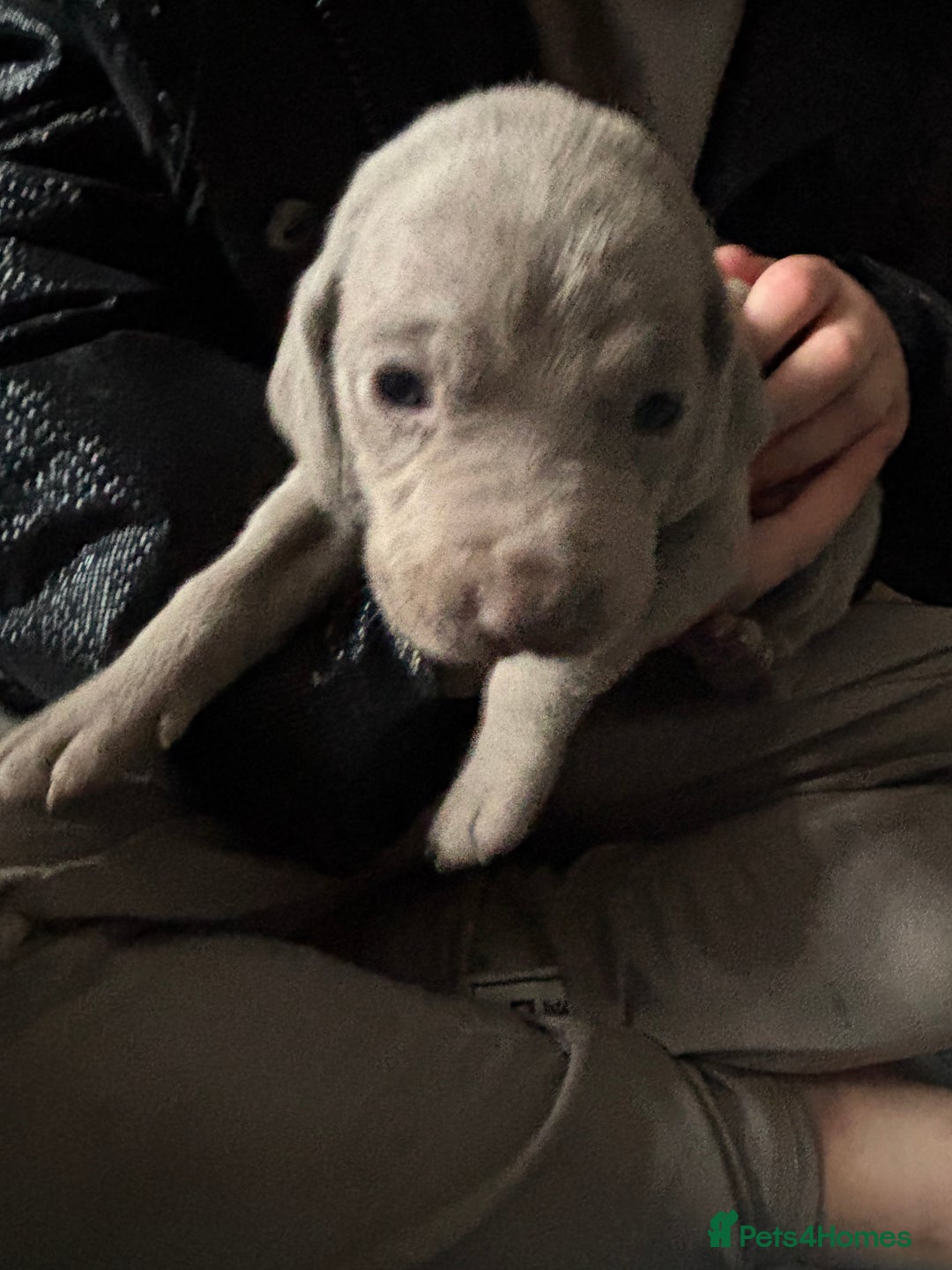 Mixed Breed dogs for sale: Weimardoodle - Image 9