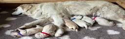 Golden Retriever dogs for sale: Beautiful pedigree Golden Retriever puppies in Usk - Advert 12