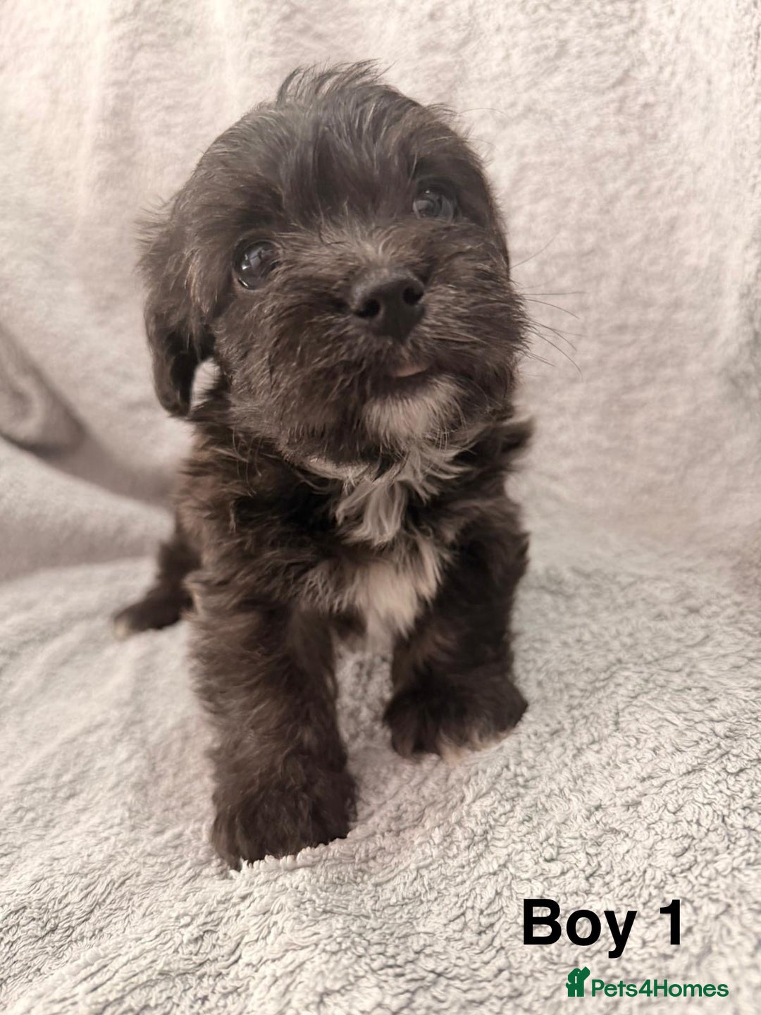 Mixed Breed dogs for sale: Chorkie - Maltese Mix for Sale - Advert 4