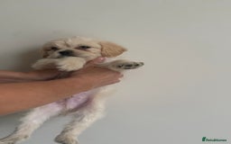Mixed Breed dogs for sale: 6 fluffy frenchie cross puppies - Image 31