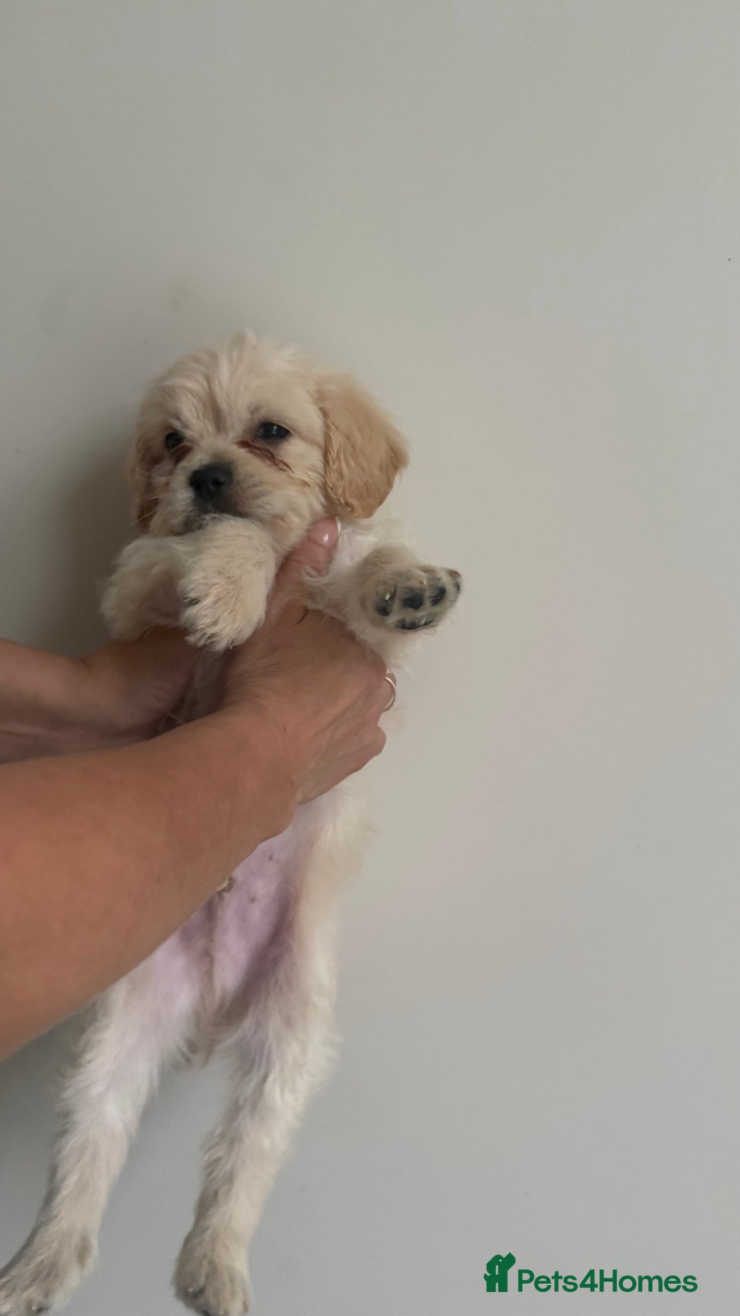 Mixed Breed dogs for sale: 6 fluffy frenchie cross puppies - Image 31