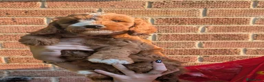 Cockapoo 5