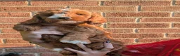 Cockapoo dogs for sale: Beautiful Cockapoo Puppies - Advert 12