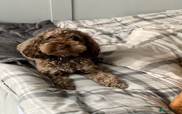 Cockapoo dogs for stud: Milo for stud - Image 5