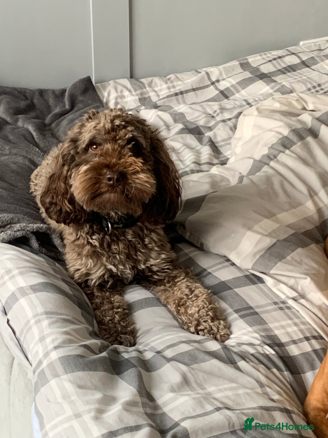 Cockapoo dogs for stud: Milo for stud - Image 5
