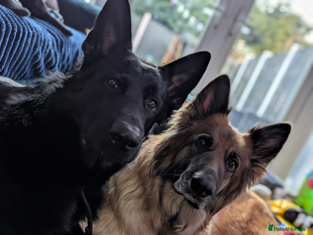 German Shepherd dogs for stud: Black German Shepherd Stud KC  in Halesowen - Advert 6