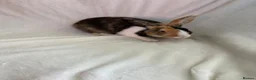 Harlequin rabbits for sale: English spot buck & harlequins  - Advert 9