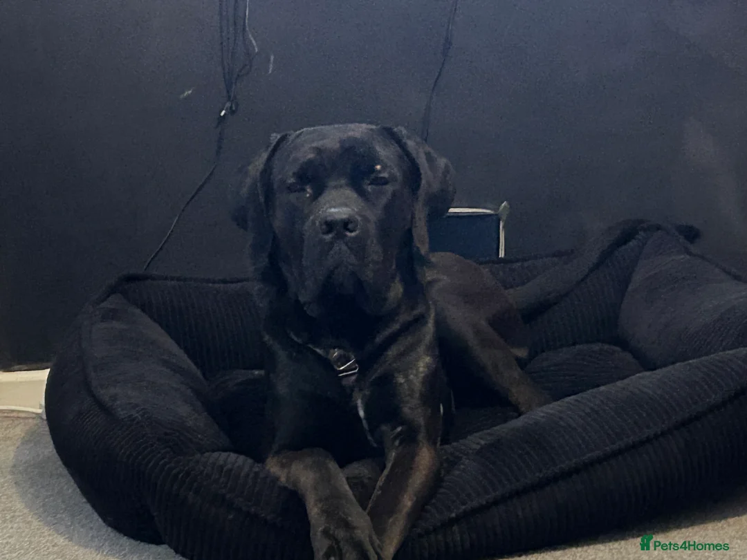 Cane Corso dogs for sale: Diesel  - Advert 2