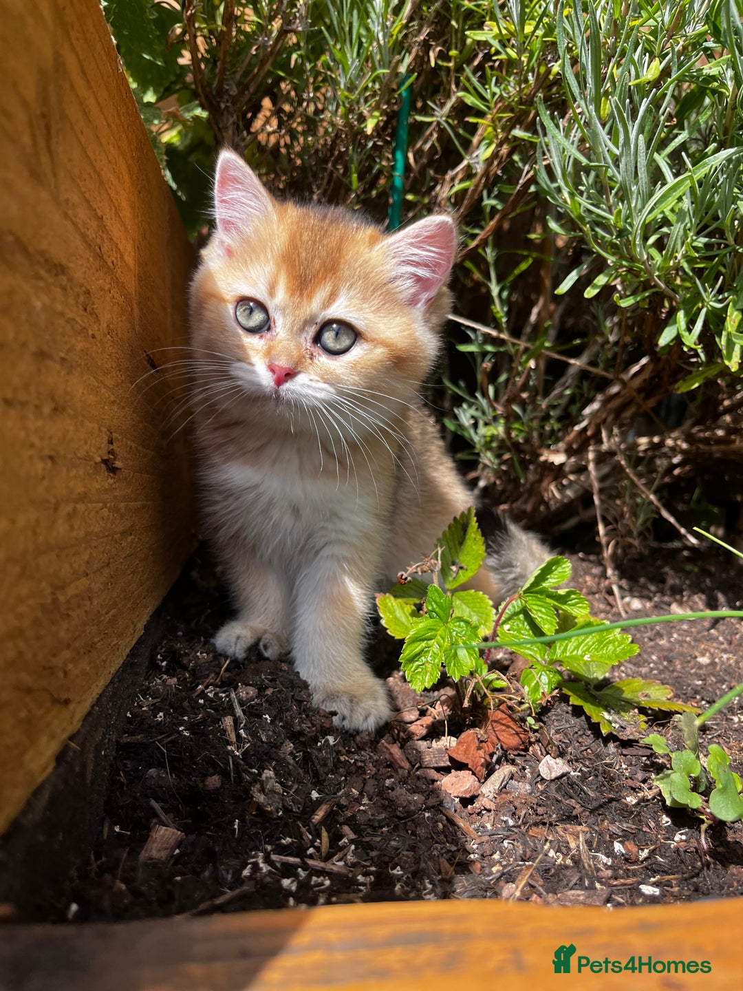 British Longhair cats for sale: ✨ Three adorable British Short/longhair kittens  - Image 23