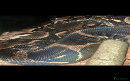Boa Snake reptiles for sale: boa snake - Image 3