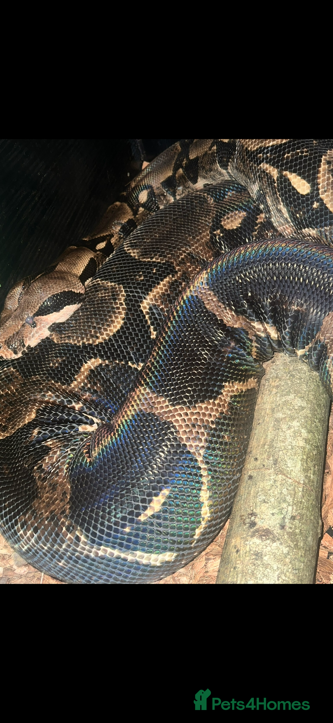 Boa Snake reptiles for sale: boa snake - Image 3