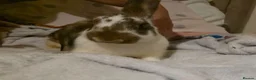 Mixed Breed rabbits for sale: Mixed giant breed rabbits  in London - Advert 1