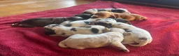 Cocker Spaniel dogs for sale: ⭐️KC Registered Show Cocker Spaniels ⭐️ in Carmarthen - Advert 23