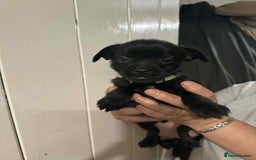 Mixed Breed dogs for sale: Schnoodle cross pommiestaff - Image 5