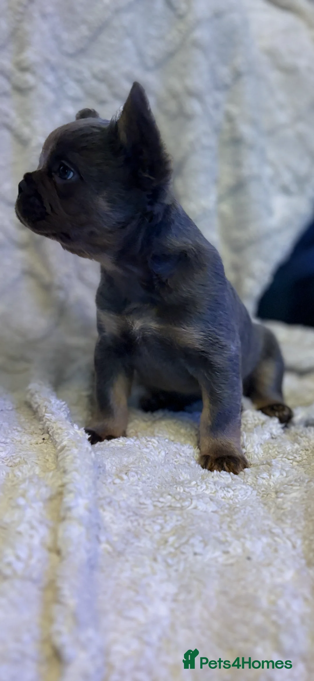 French Bulldog dogs for sale: Male fluffy frenchie - Advert 17