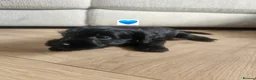 Schnoodle dogs for sale: 🐶 F2 Schnoodles looking for their loving Homes 🐶 in Romford - Advert 27