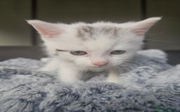 Russian Blue cats for sale: Lovley Russian blue  - Image 18