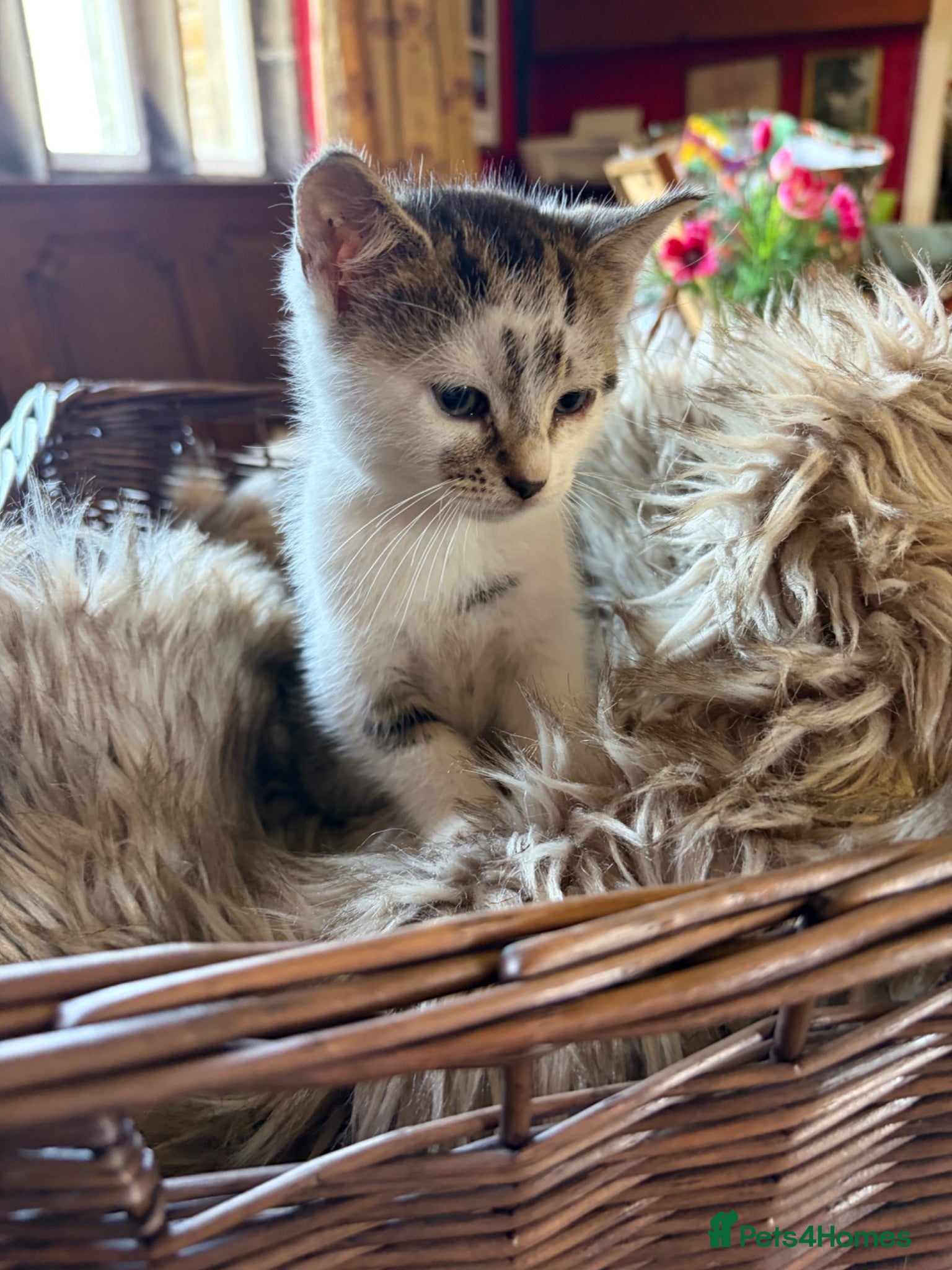 Mixed Breed cats Beautiful kittens for sale  - Advert 1