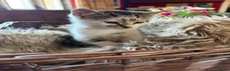 Mixed Breed cats for sale: Beautiful kittens for sale  - Advert 1