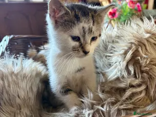 Mixed Breed cats Beautiful kittens for sale - Advert 1