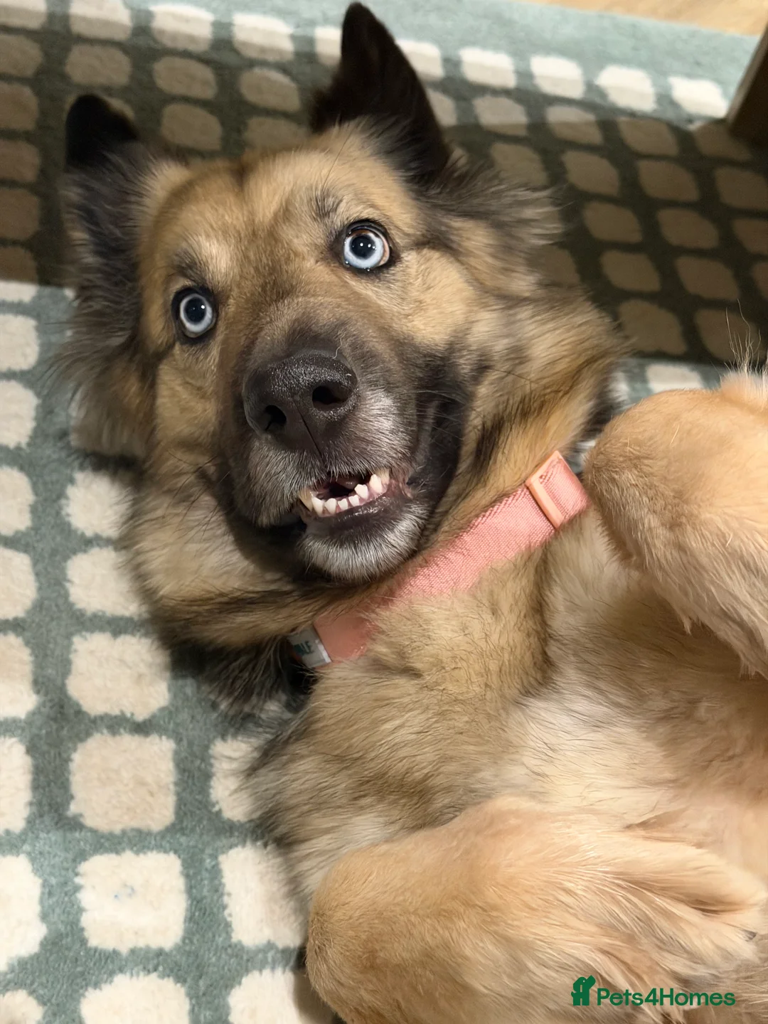 German Shepherd dogs for sale: German Shepherd female - Advert 3